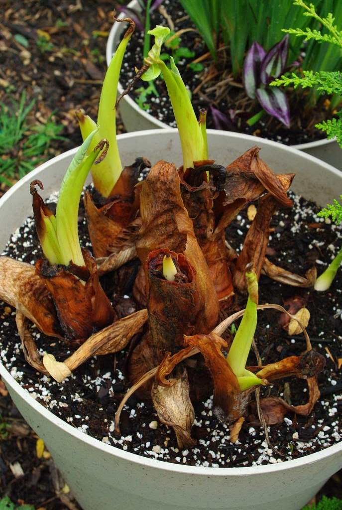 It's Not Work, It's Gardening! Elephant Ear Divisions